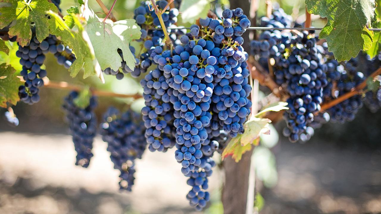 szkolenia z uprawy winorośli i produkcji wina